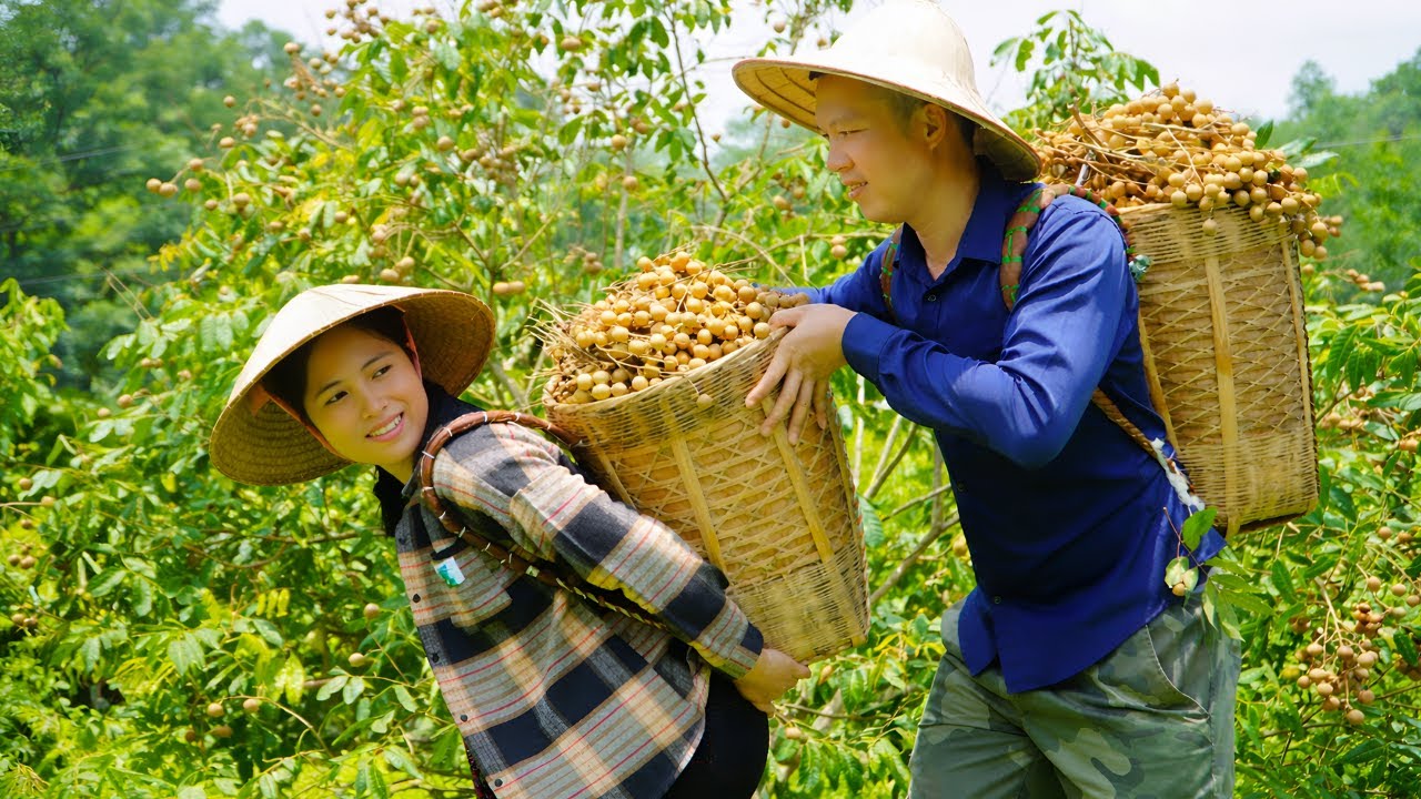 Picking longan fruit with my husband to sell - Family meals are so joyful when my husband is there