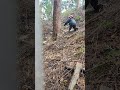 Japanese Hemlockツガ、栂、木の母書く急斜面　上方伐採　チェンソーFellingatree steep doceseis　using wire winch