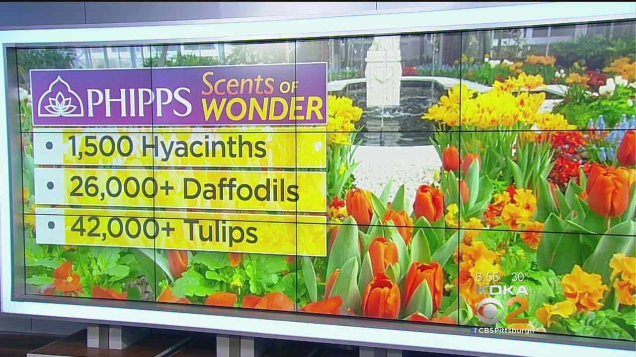 Spring Flower Show Debuting At Phipps Conservatory