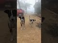 Mini Vlog: Day 4 #minivlog #village #short #youtube