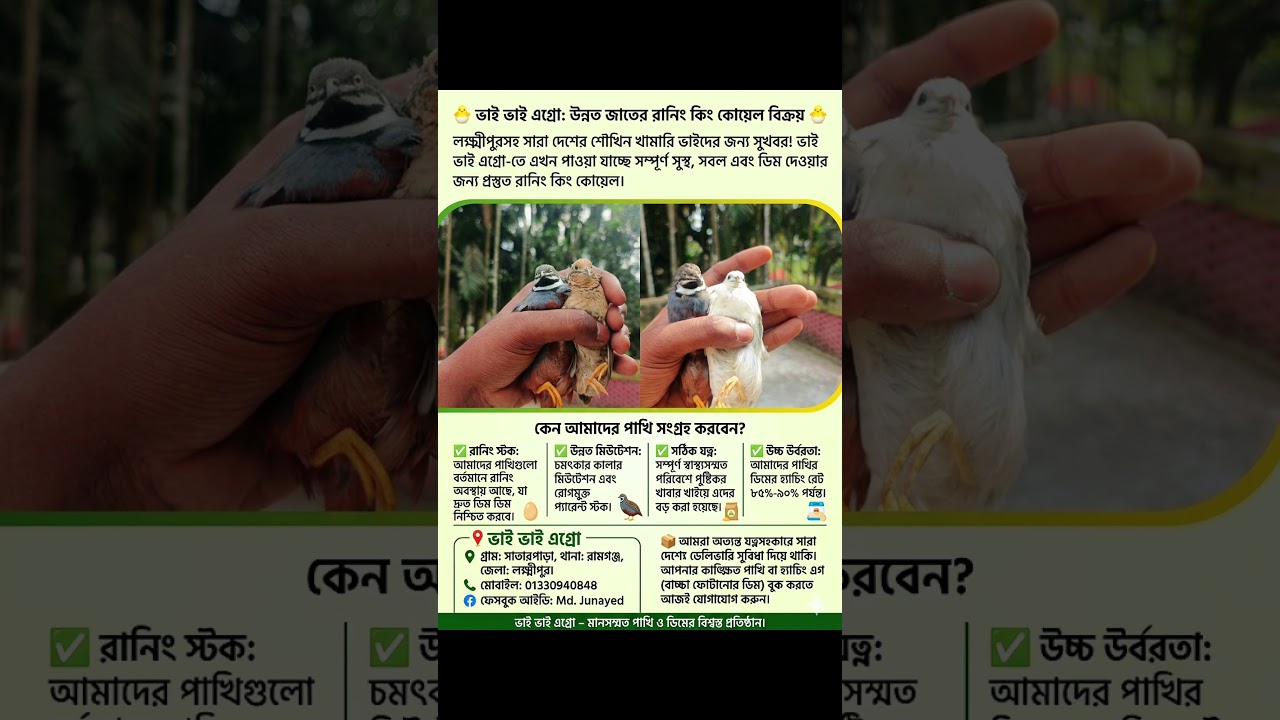 King Quail running, chicks, and eggs are always available