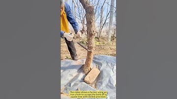 Protecting Jujube Trees the Smart Way.