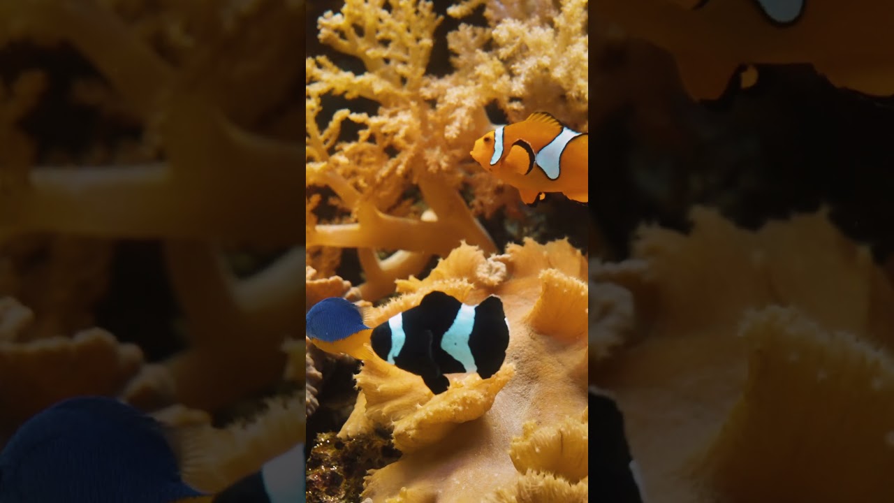 Clownfish Duo in Action 🖤💛