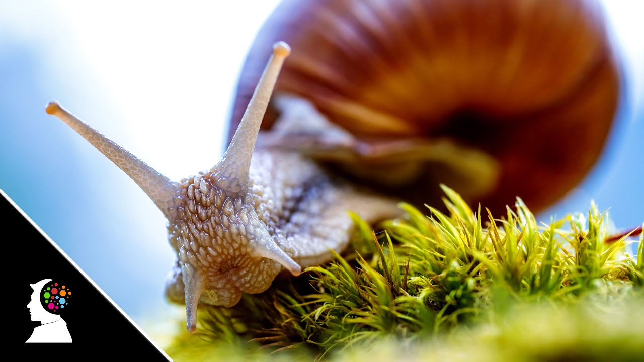Top Amazing Facts About Snails Exploring Snail Science YouTube