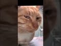 Sus Cat Meme Memes Cat 