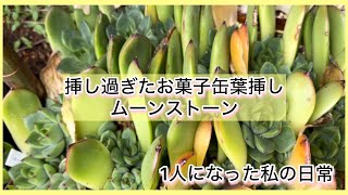 多肉植物]挿し過ぎたお菓子缶葉挿しムーンストーン^_^1人になった私の