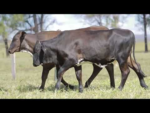 LOTE 8A – 8B – 8872CQ UGANDA FIV CAL – 8875CQ UDOTEA FIV CAL