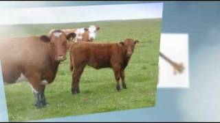 Fatcow Web Hosting Moopon Moomoney - Mutiple Award Winners And Top 10 Review