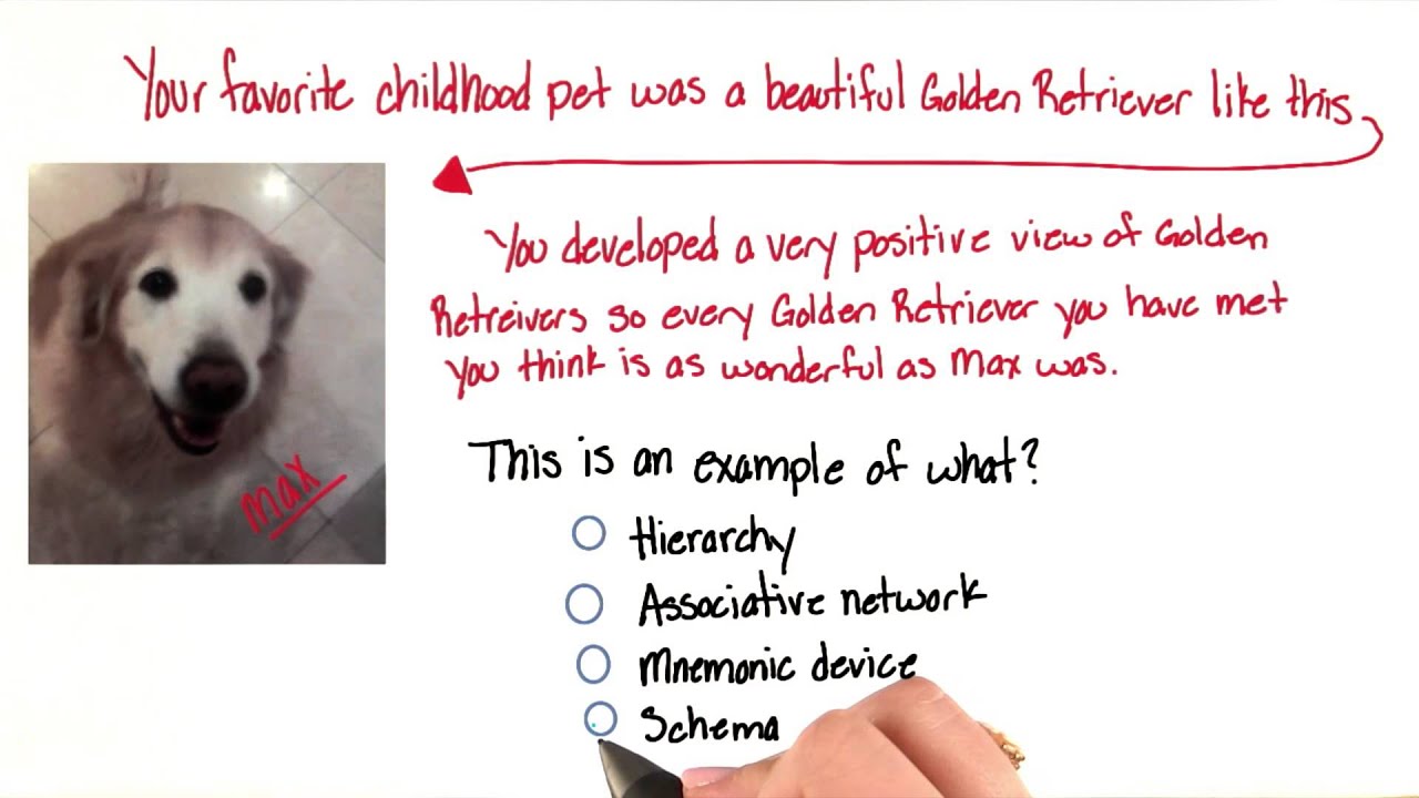 Max the golden retriever Intro to Psychology YouTube