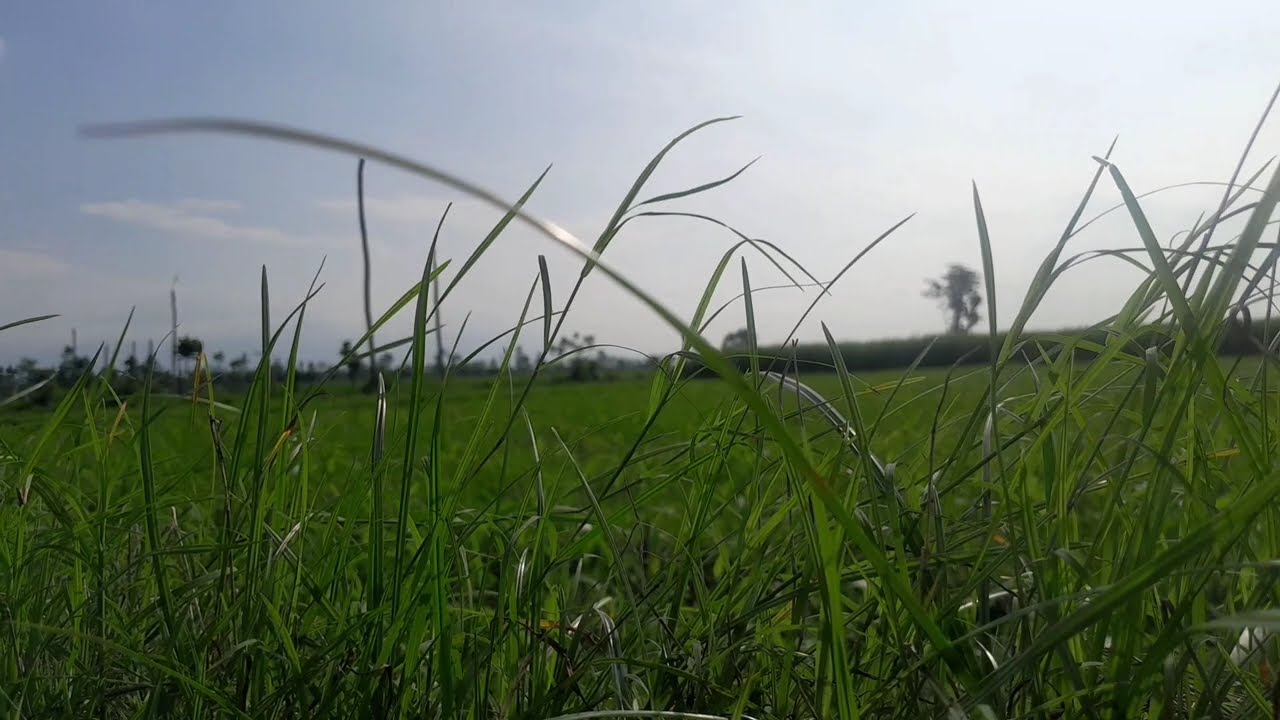 Rock Paling Viral Thomas Arya Terbaru 2025 [Official Compilation Video HD] TANPA IKLAN 🎵