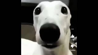 Dog teeth chattering meme