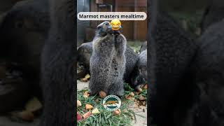 Marmot masters mealtime