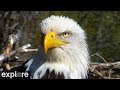 Decorah eagles powered by exploreorg