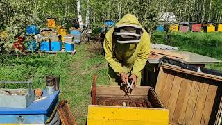 Пчеловодство. Подкрасил улья на пасеке, делаю ревизию, развитие пчёл радует!