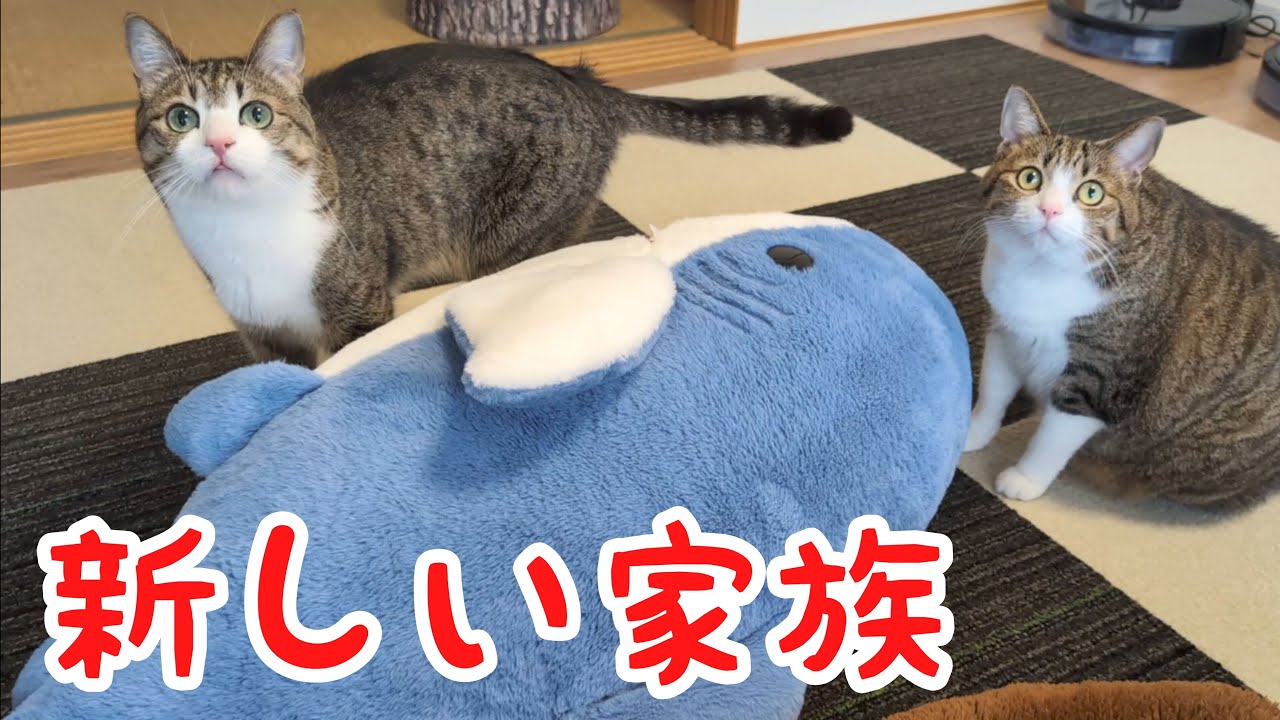 新メンバーの登場に猫たちの反応は…？ vol.1130 - YouTube