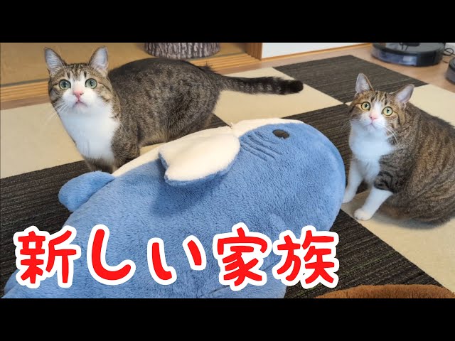 新メンバーの登場に猫たちの反応は…？ vol.1130 - YouTube