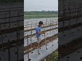 The process of installing plant supports is easy and fast-Agriculture farming #shorts