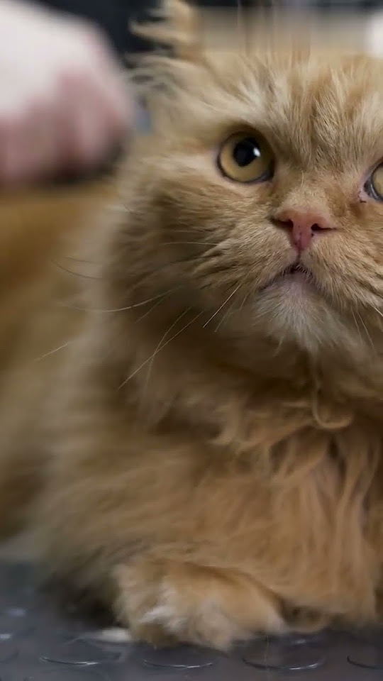 4 Reasons Why Your Cat hates Shower?!! cat kitten catlover animals cute YouTube