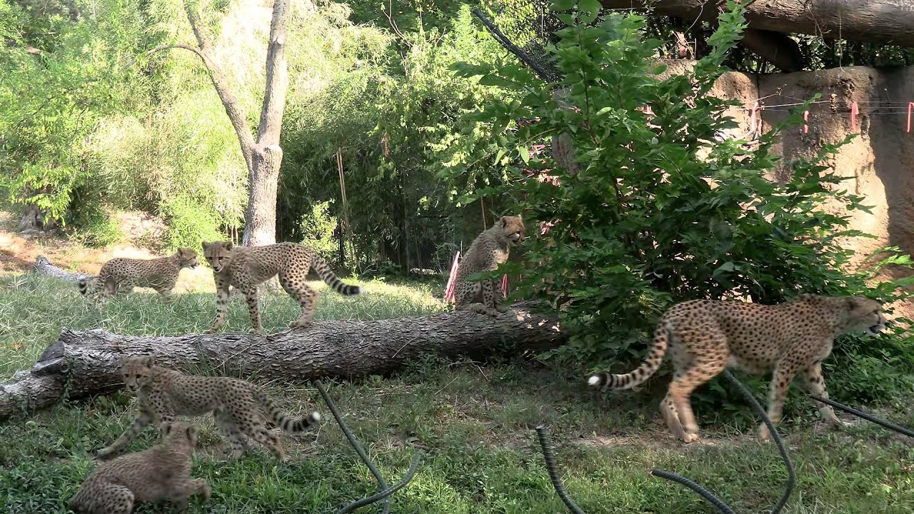 Five Cheetah Cubs Born | Saint Louis Zoo