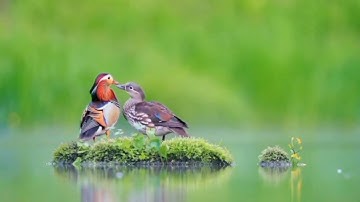 آيات من الذكر الحكيم تريح القلب