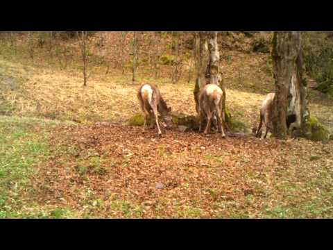 ირმები  ბორჯომ-ხარაგაულის ეროვნულ პარკში | Borjomi-Kharagauli National Park