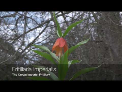 Video: Grouse Species - Fritillaria, Rare In Our Gardens