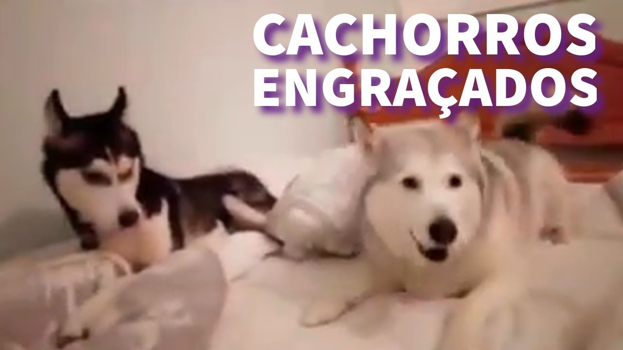 Videos Engraçados de cachorros 
