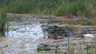 Łabądki Nad Jeziorem