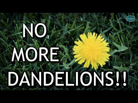 Video: Effective fight against dandelions