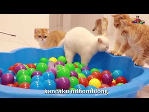 Lagu Anak Terpopuler - Kucingku telu kabeh lemu lemu - Kucing lucu meong meong
