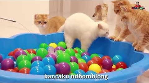Lagu Anak Terpopuler - Kucingku telu kabeh lemu lemu - Kucing lucu meong meong
