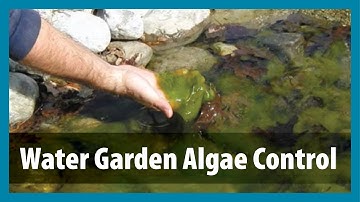 Water Gardens - Algae Control - Algae Treatment for Ponds