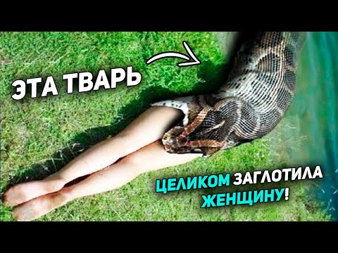 Гигантский ПИТОН ЗАГЛОТНУЛ женщину ЦЕЛИКОМ! Но то что было потом...