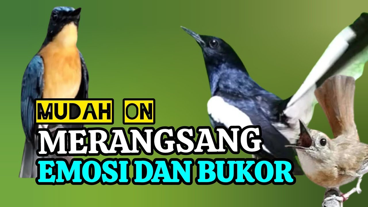 TERBUKTI AMPUH, MERANGSANG EMOSI TLEDEKAN GUNUNG, SRDC DAN KACER