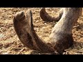 The Donkey's Hooves Are Stuck In The Mud And The Master Endures The Dirt To Trim Them!