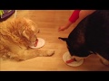 Alaskan Malamute and Golden Retriever perform a “magic...