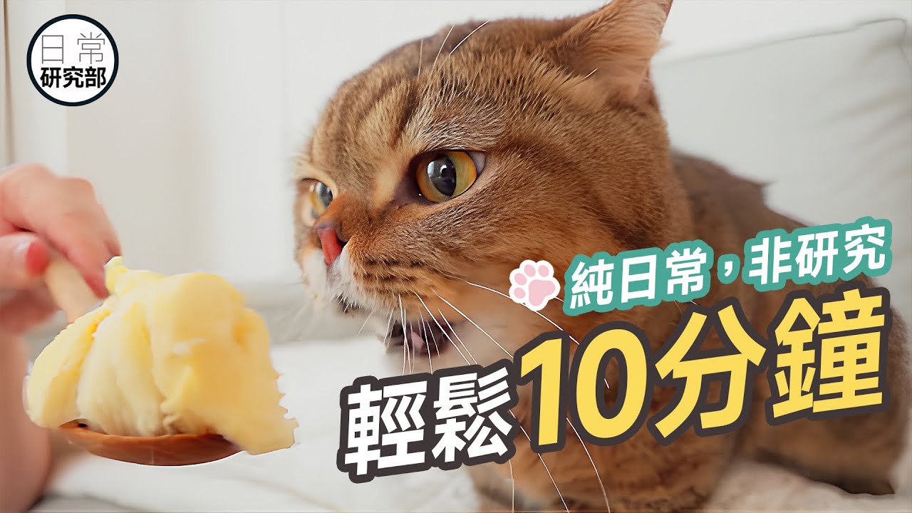 貓貓爆笑短片合集｜攪怪的貓｜可愛的貓, image size:1280x720