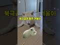 “심장사상충약 먹이기 = 심리전 1분 요약🤣”#강아지일상#산책#웃긴#시바이누 #애견영상 #동물농장강아지
