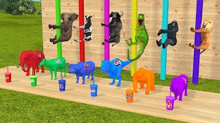 Choose Right Drink with Cow Elephant Gorilla Lion Buffalo Dinosaur Wild Animals Games #cowvideos