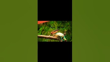 سورة الغاشية بصوت عبد الرحمن مسعد ♥️#القرآن_الكريم #سورة الغاشية