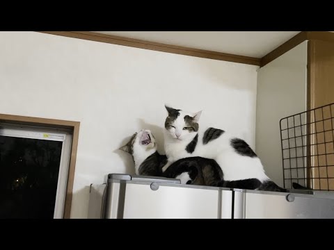 怒られた後の顔がなんとも情けない猫