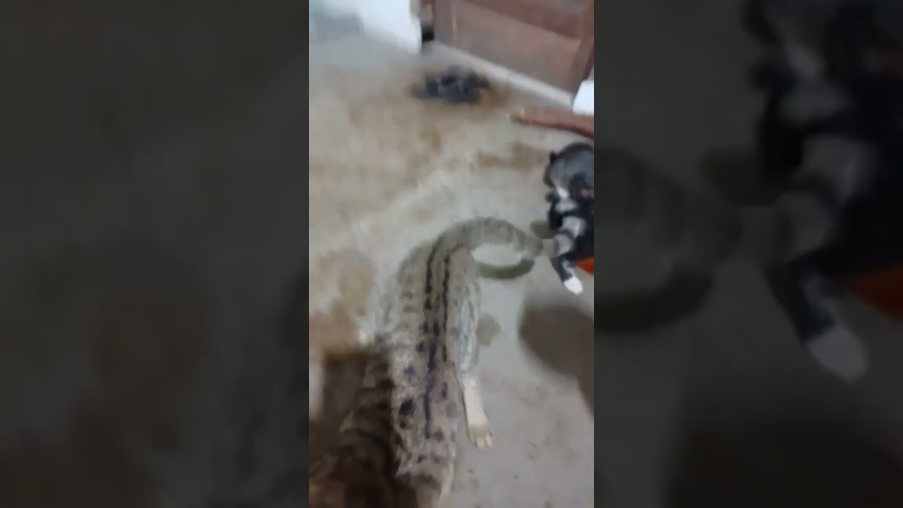 memberi makan kucing 