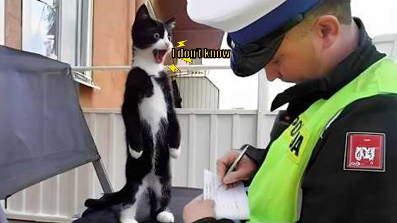 When Your Cat Starts Talking Like a Human 😳😹