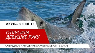 Очередное нападение акулы в Египте. Что известно на 13 сентября.