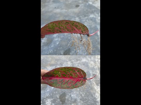 تصویری: Aglaonema: مراقبت و تولید مثل در خانه، عکس و توضیحات