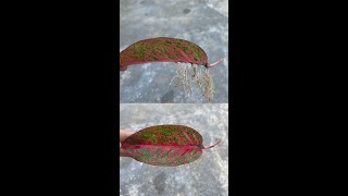 How to propagate Aglaonema screenshot 5