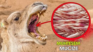 Allahın Deveye Verdiği Mucize, Bilim Adamlarını Bile Şok Etti
