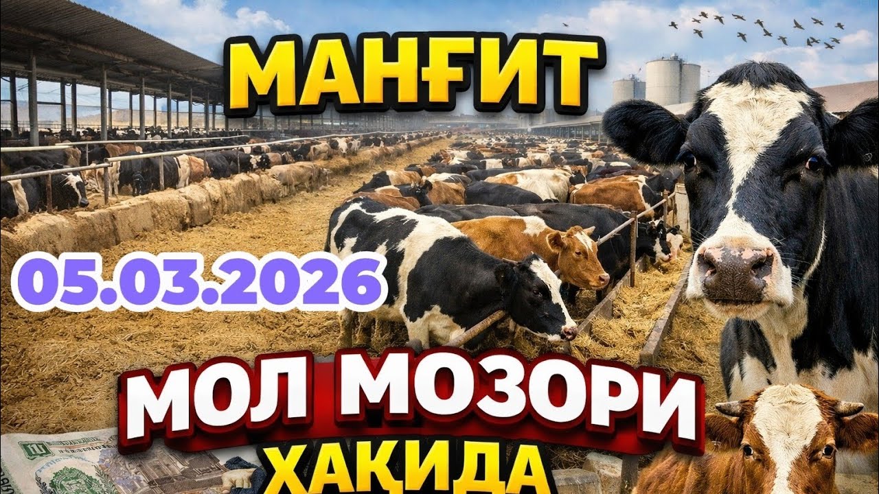 5-МАРТ МАНҒИТ МОЛ БОЗОРИ ОНА БОЛА БУҒОЗ СИГИРЛАР ЕРТАЛАПКИ САВДОЛАР НАРХЛАР АРЗОНЛАДИМИ. 