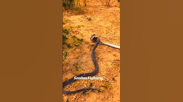 King Cobra vs Black Mamba #kingcobra #blackmamba #kingcobravsblackmamba #wildlife
