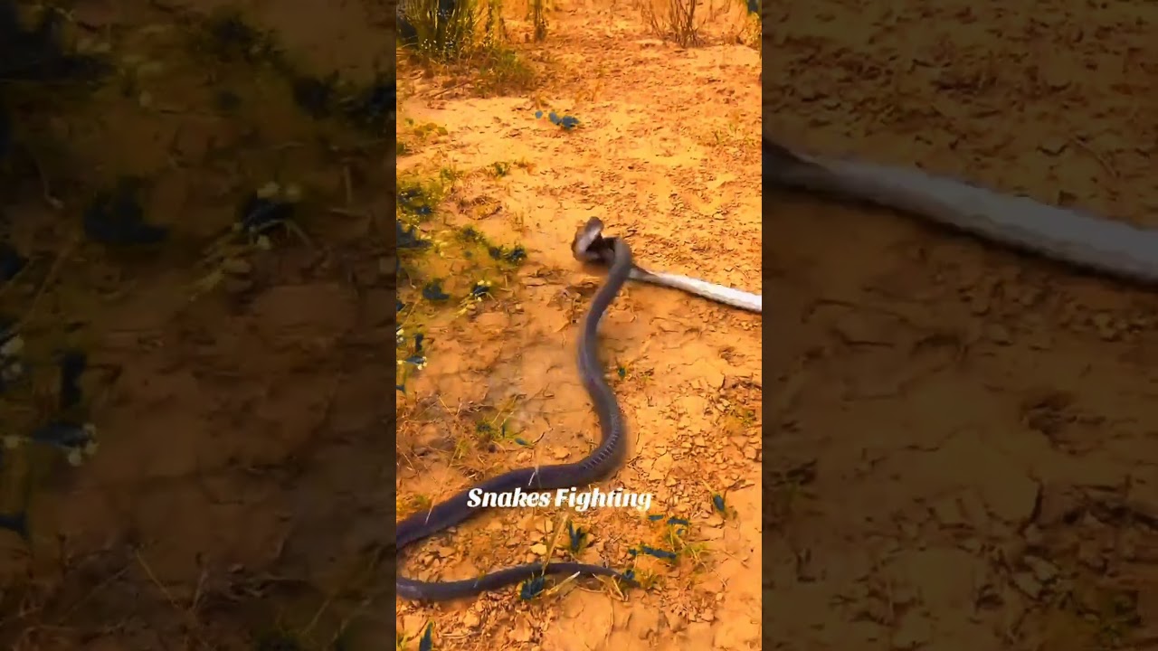 King Cobra vs Black Mamba 